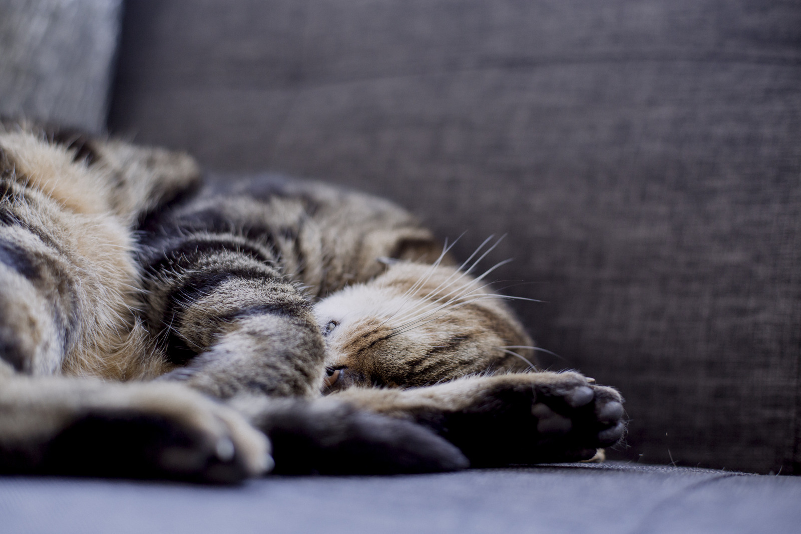 Little Ball of Fur