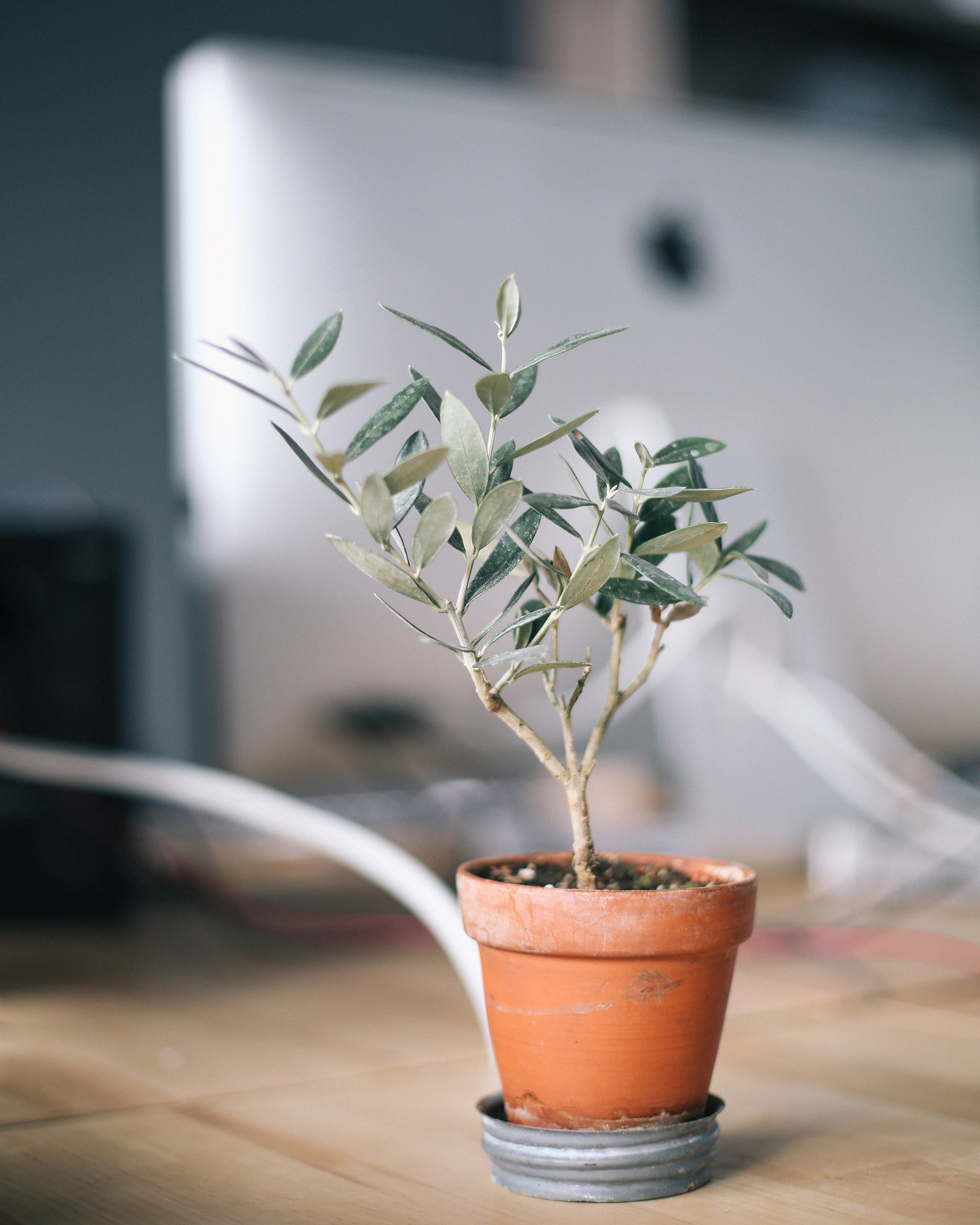 Entending An Olive Branch